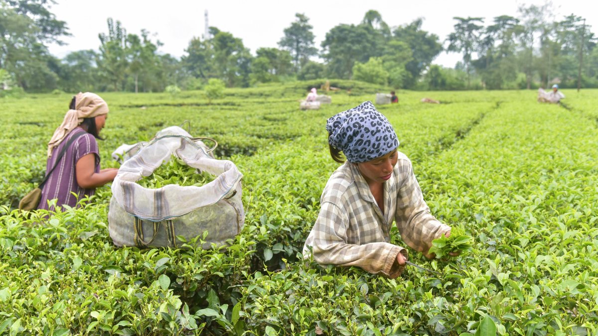 Tribal women pluck tea leaves in Nagaland garden