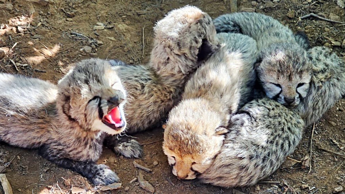 32-month-old cheetah KJP21 gives birth to five cubs in Kuno