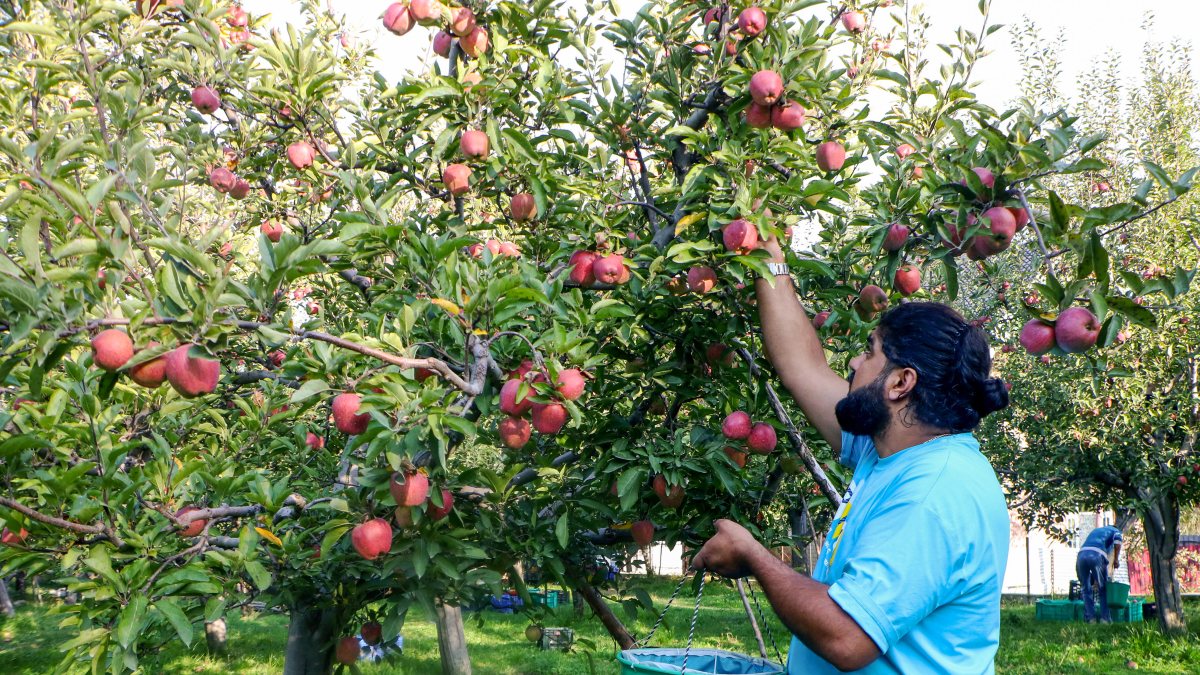 Kashmiri farmer picks fresh apples in Baramulla orchard