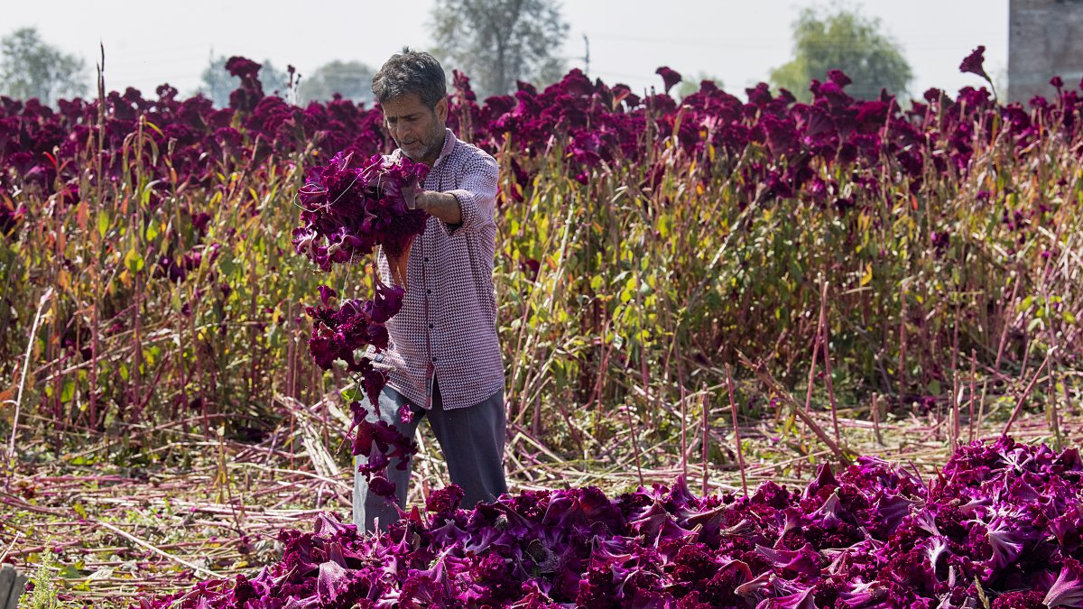 Farmer harvests cockscomb flowers in Srinagar field