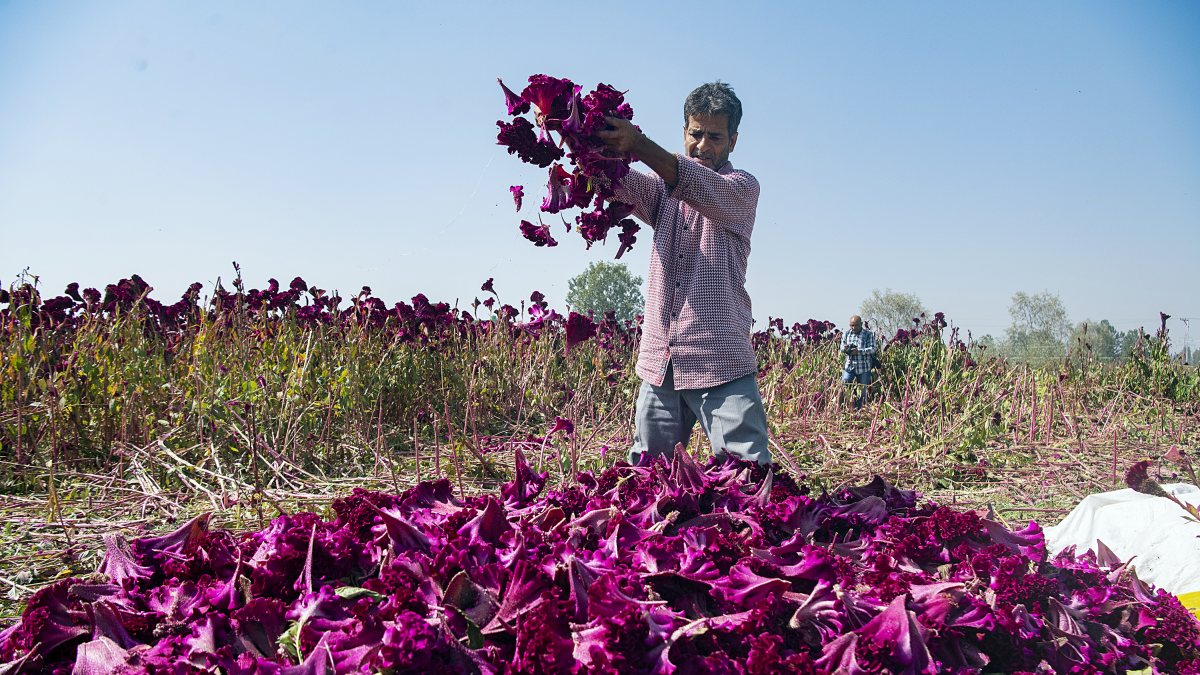 Farmer harvests cockscomb flowers in Srinagar field
