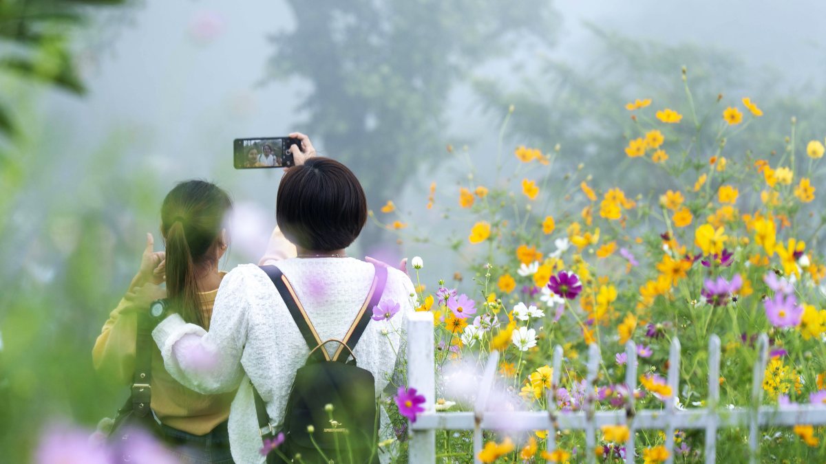 Visitors take selfie at Aizawl cosmos flower season