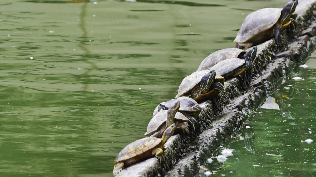 Turtles bask in sun at Guwahati pond edge