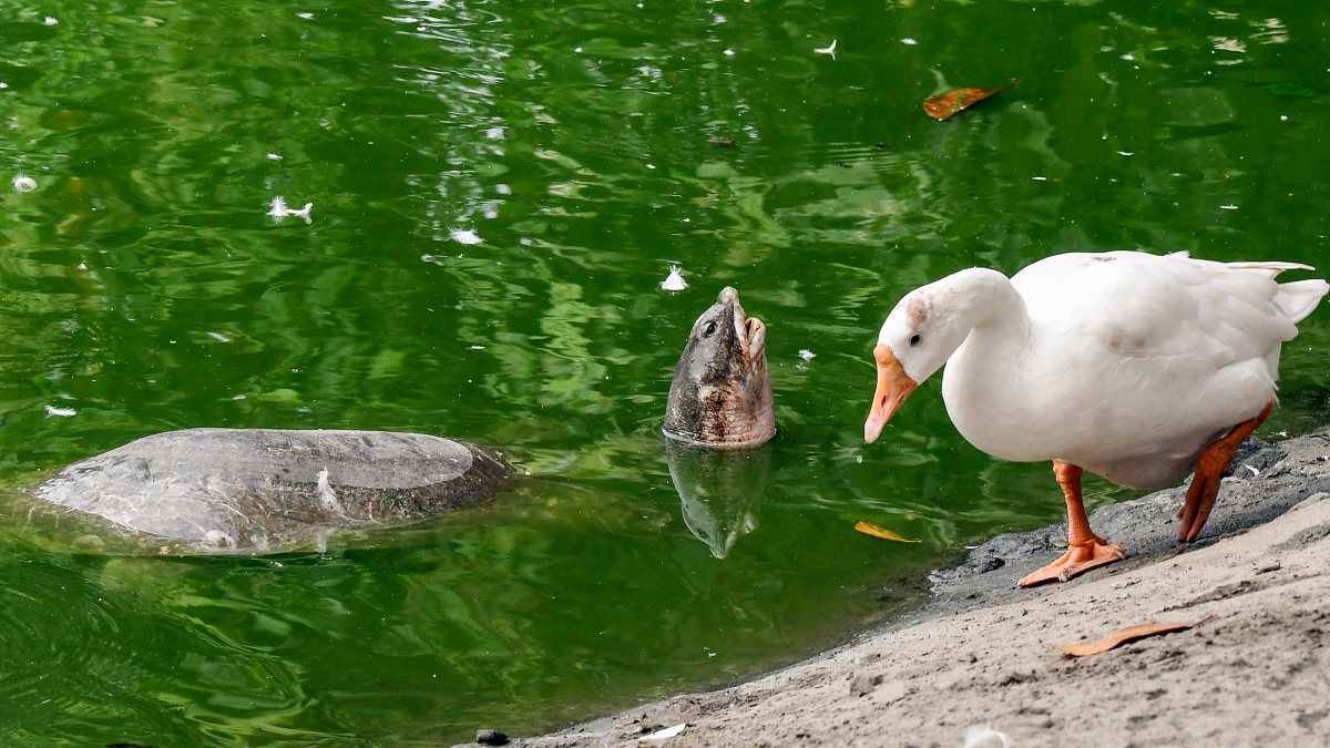 Geese and turtle spotted near Jorpukhuri Pond in Guwahati