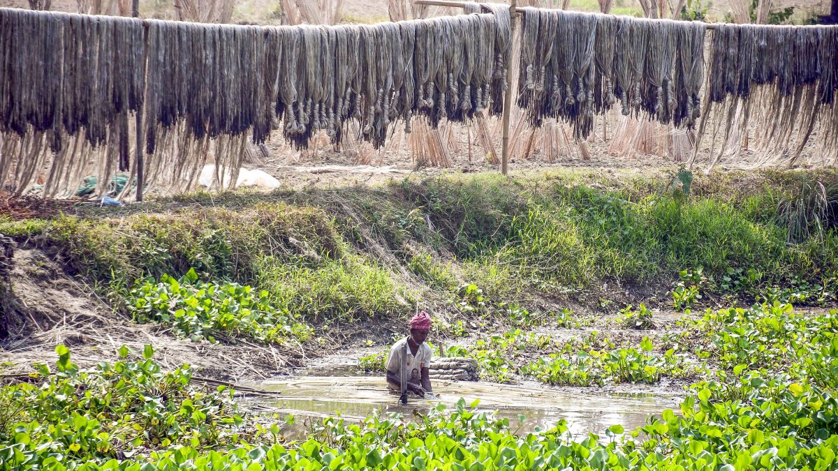 Assam farmer washes jute fibre in Morigaon waterbody