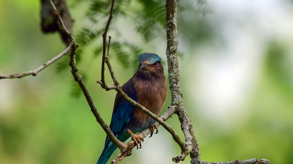 Indian roller perched on tree branch in Nagaon