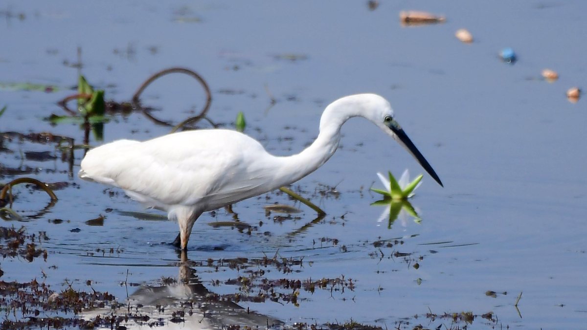 Egrets search for food in a lake at a village in Nagaon