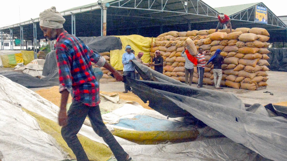 Labourers cover paddy crop amid heavy rain in Patiala