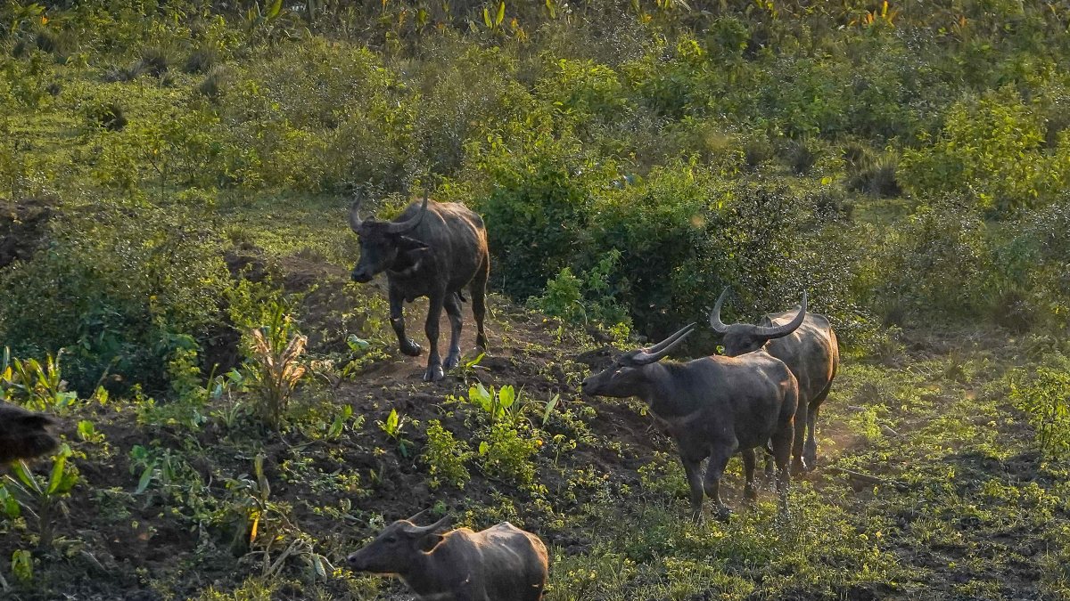 Madhya Pradesh CM releases 8 wild buffaloes from Assam in Mandla