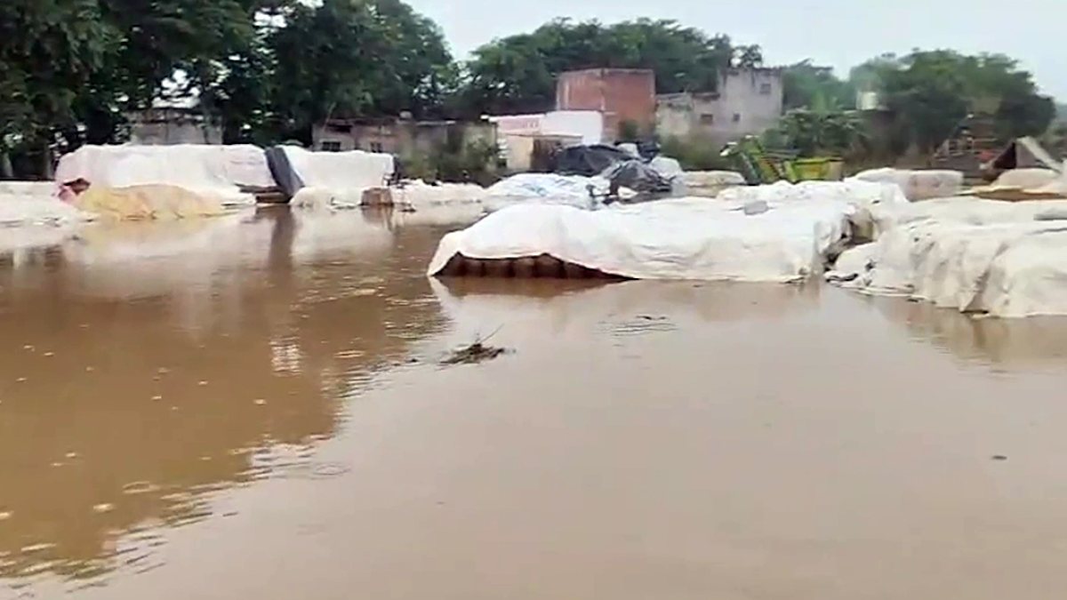 Pathankot grain market flooded after heavy rain damages paddy crops
