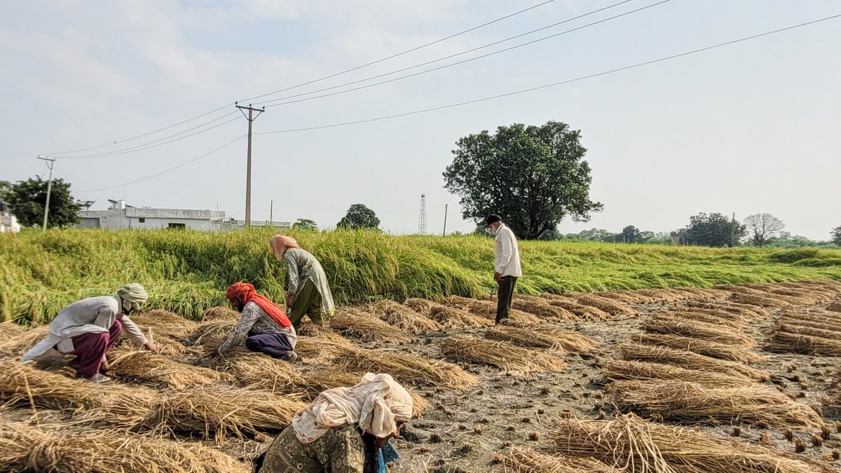 Farmers bundle harvested paddy in Samba field