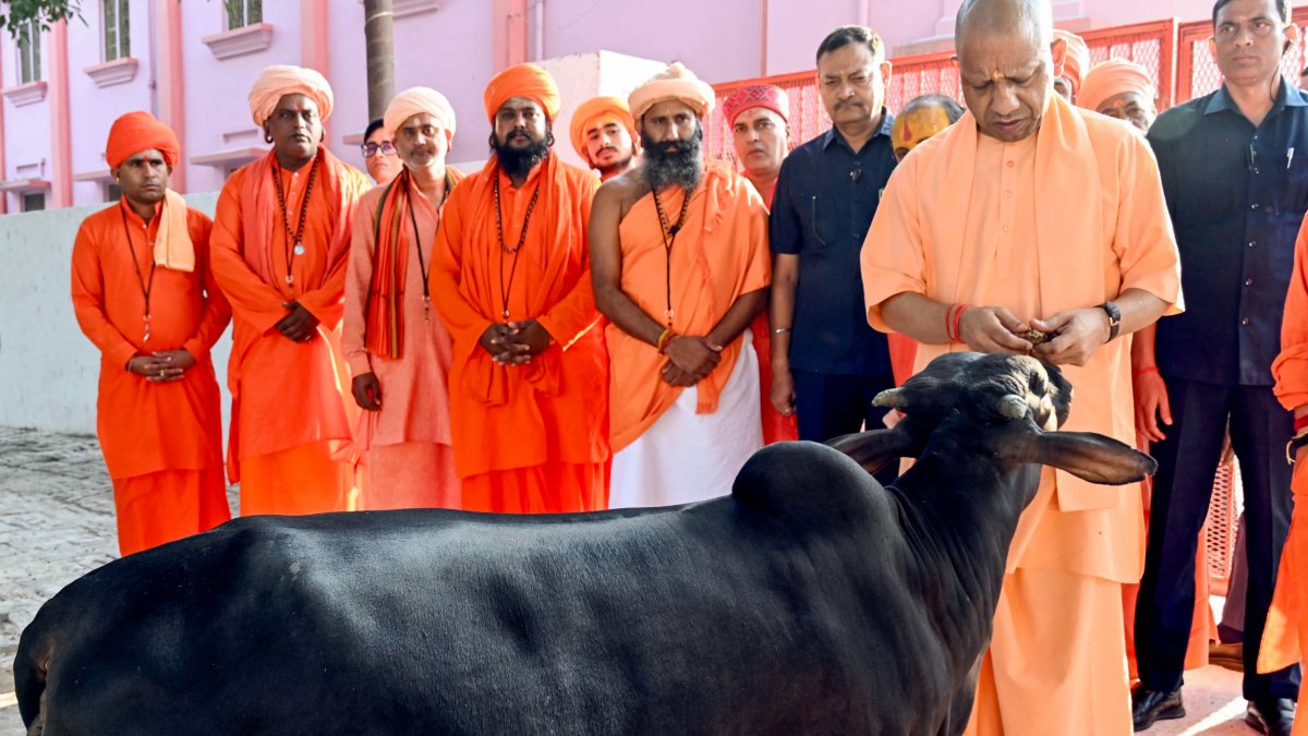 Yogi Adityanath performs cow service at Gorakhnath temple goshala