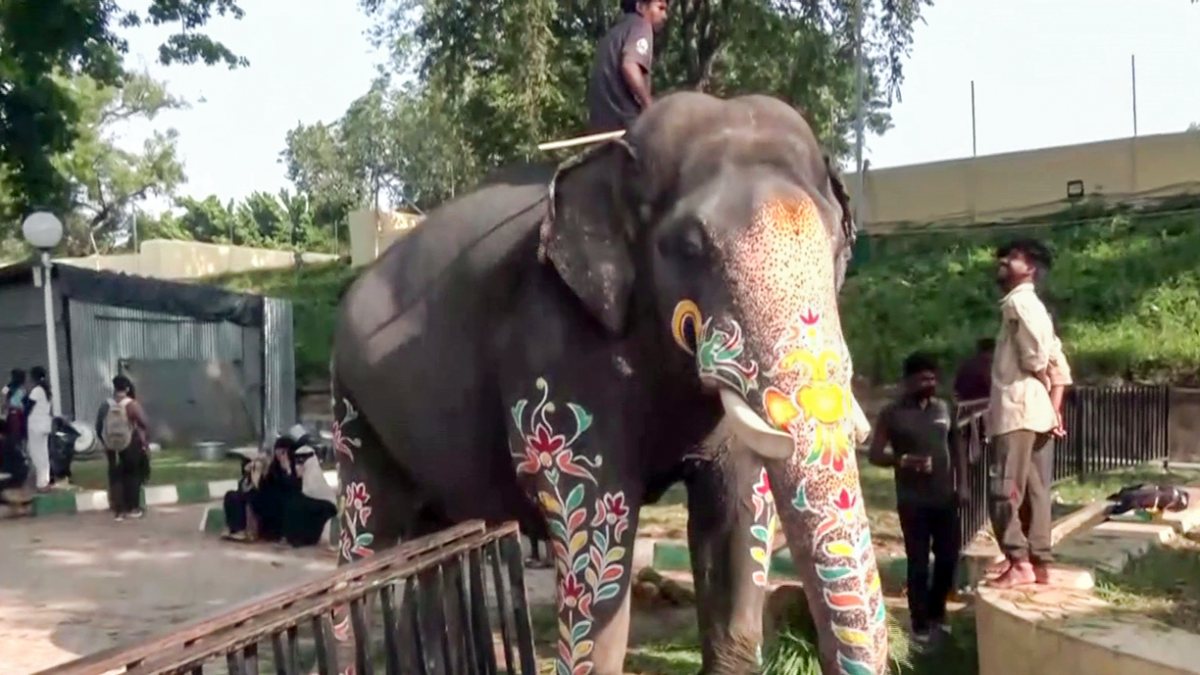 Elephant decked up for Mysuru Dasara celebrations
