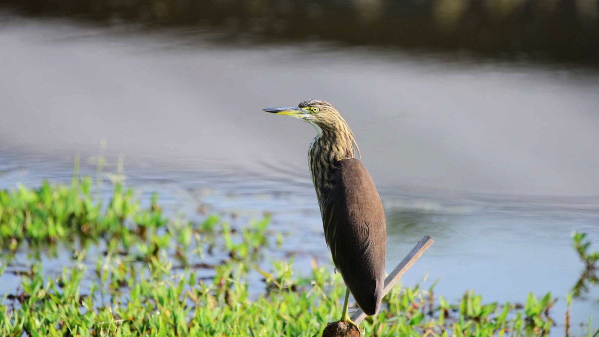 Indian pond heron perches on wetland in Nagaon