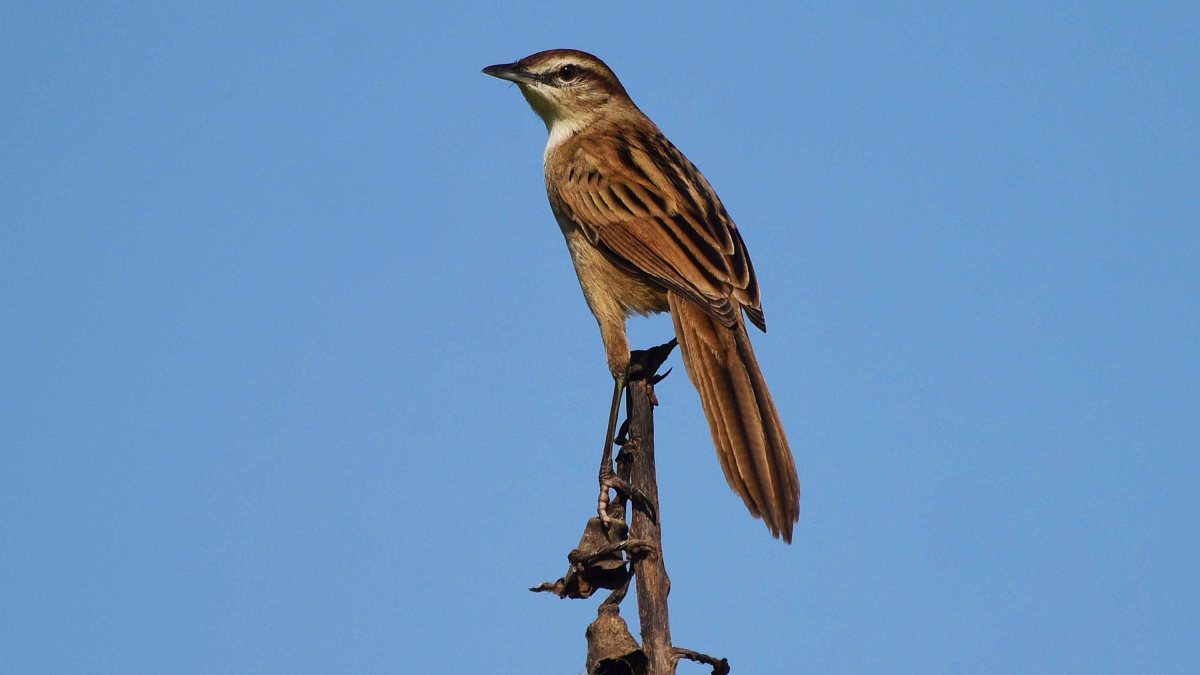 Striated grassbird perches on tree branch in Nagaon