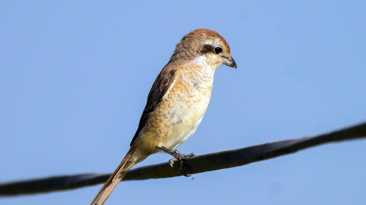 Brown shrike perches on tree branch in Nagaon