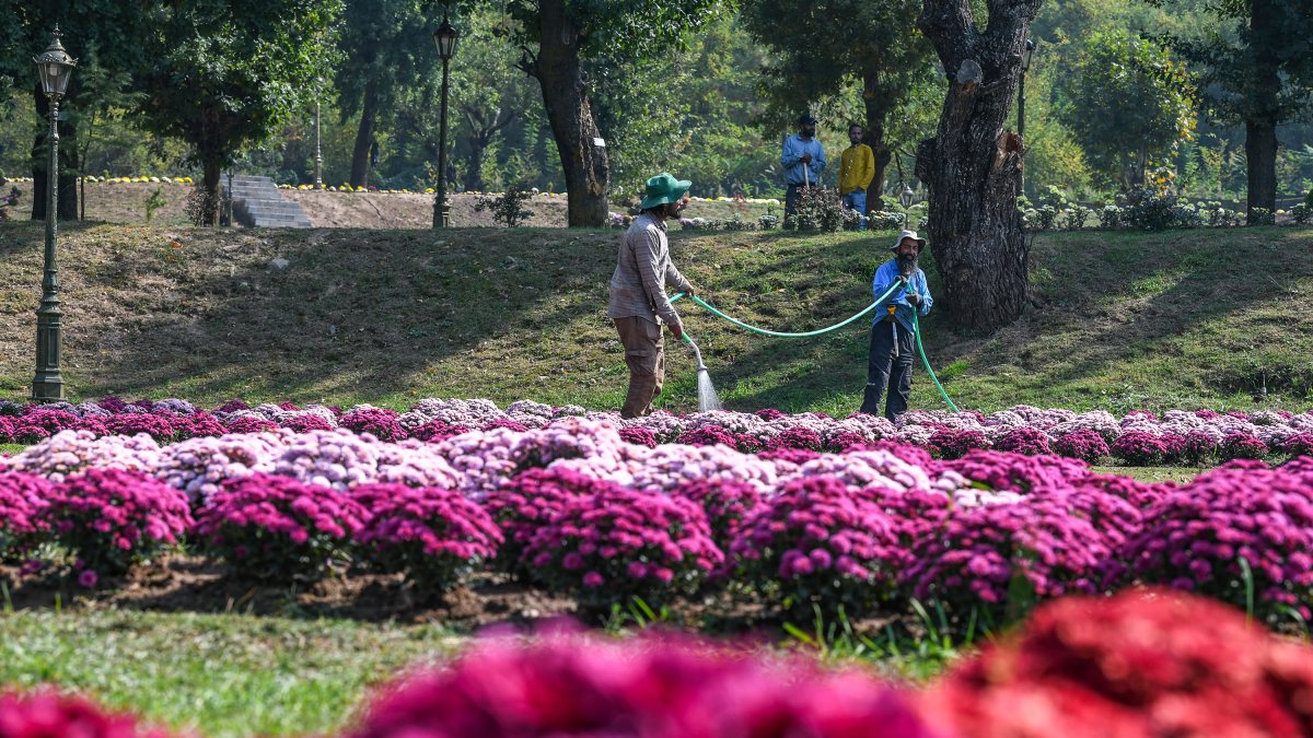 Kashmir readies chrysanthemum garden for visitors in Srinagar