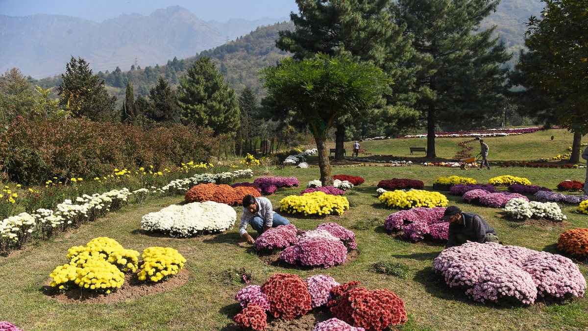 Kashmir's first chrysanthemum garden set to open in Srinagar