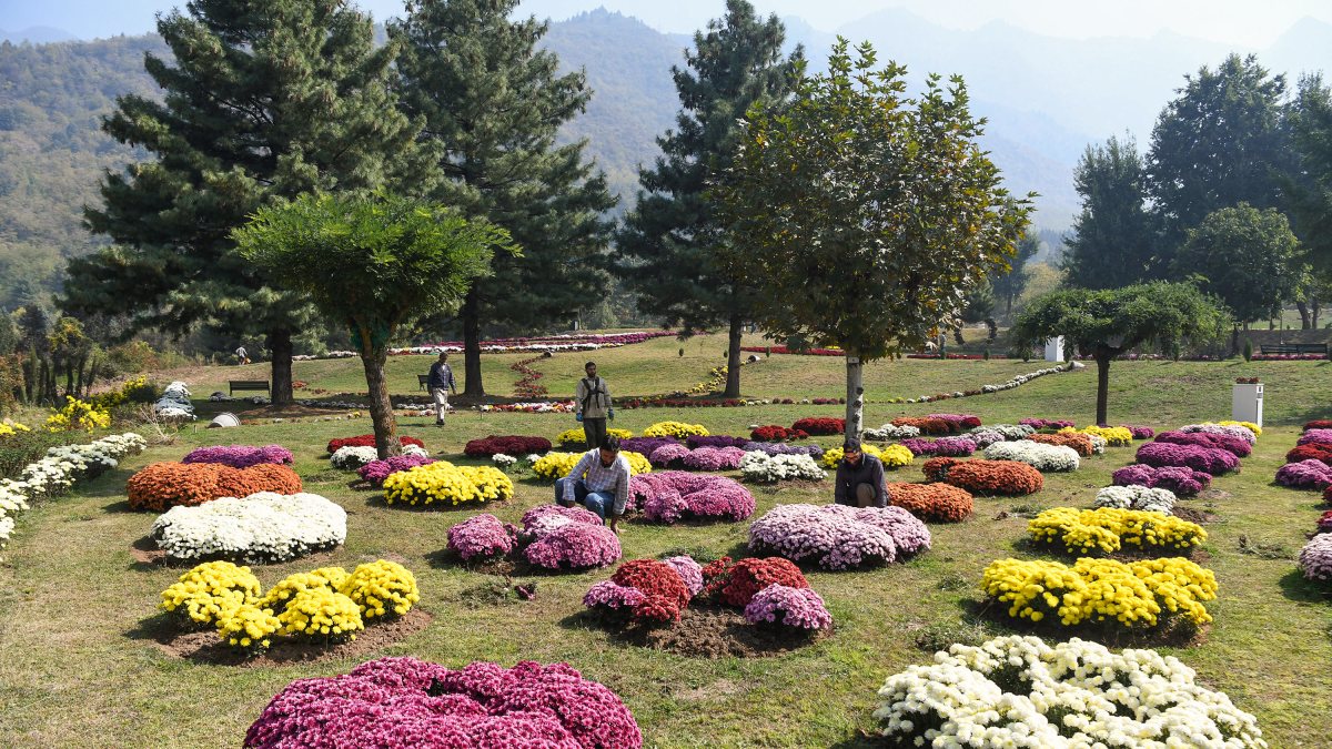 Kashmir's first chrysanthemum garden set to open in Srinagar