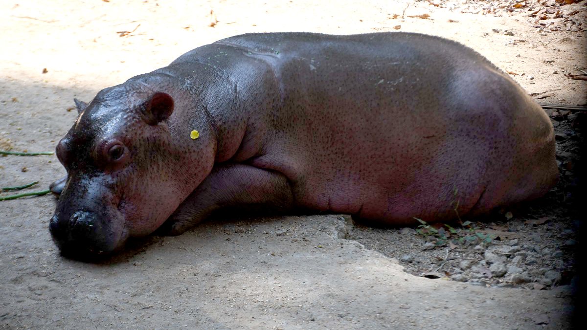 Newborn hippo calf relaxes at Assam State Zoo
