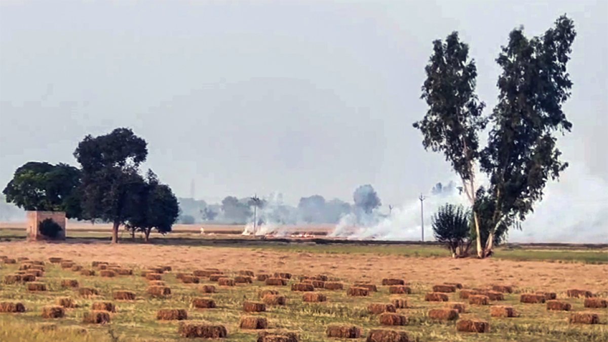 Thick smoke billows from field due to stubble burning in Bathinda