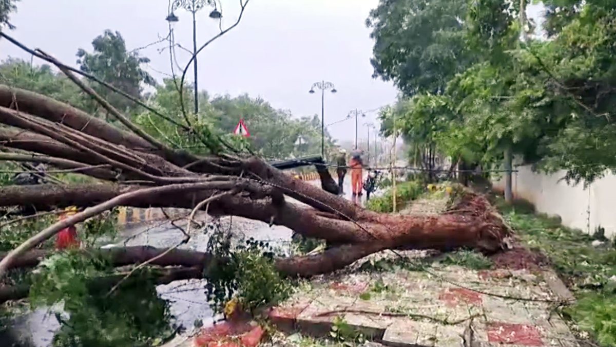 Cyclone Arnab uproots large tree at Visakhapatnam hospital