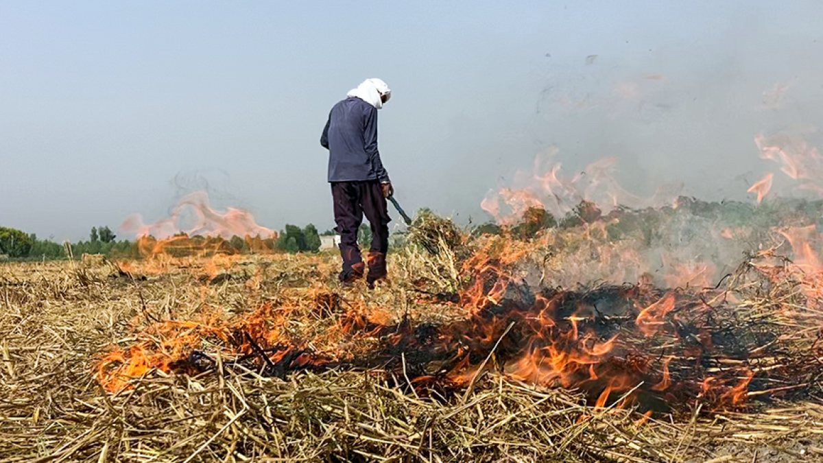 Punjab farmer burns stubble in Fazilka field