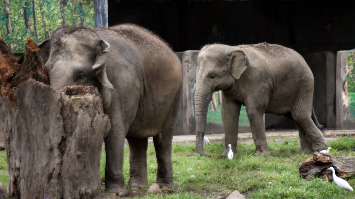 Elephants walk in open-air enclosure at Kolkata's Alipore Zoo