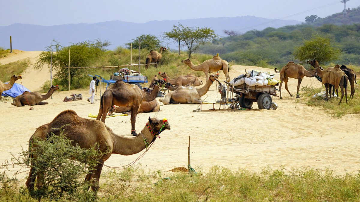 Camels rest in Ajmer ahead of Pushkar Camel Fair 2026
