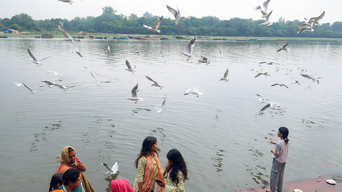 Seagulls fly over the Yamuna in Mathura