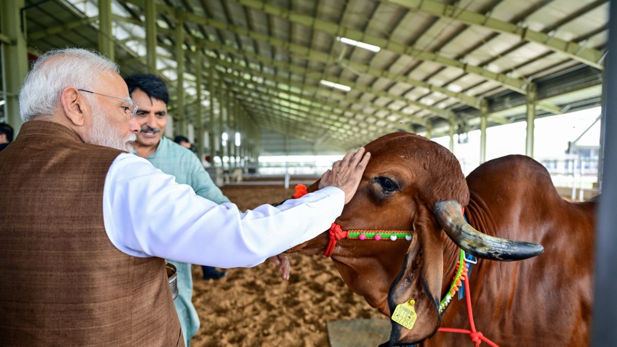 PM Modi pets a bull at Banaskantha cattle farm