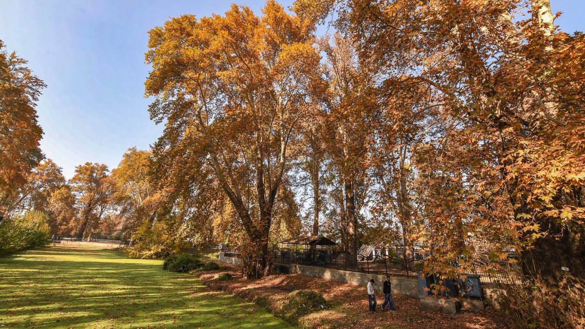 Autumn turns Srinagar's Chinar Park golden
